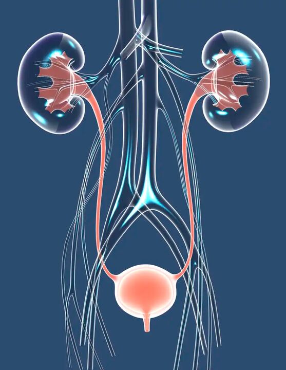 Ilustracija zdravog muškog zdravlja